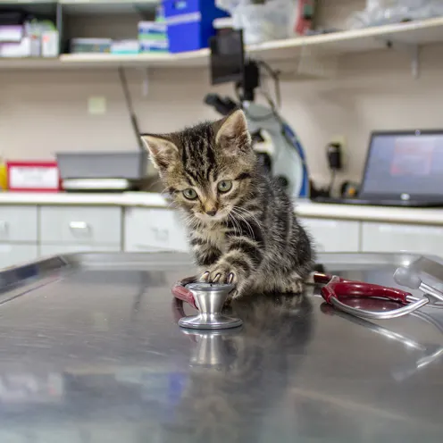 Kitten playing with a stethoscope